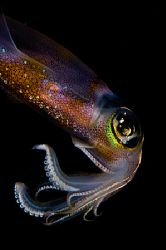 Neon Night - shot with 105mm at night on the shores of So... by Mike Roberts 